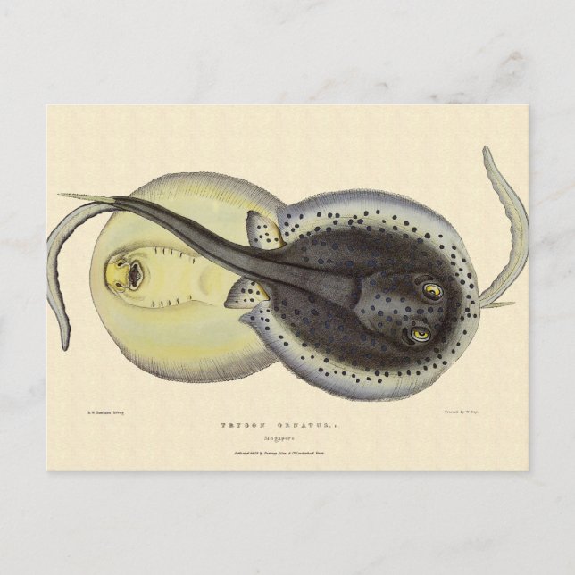 Sprickiga vintagar, havslevande djur vykort (Framsida)