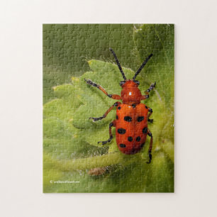 Sprid Asparagus Beetle på Löv Pussel