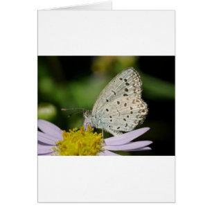 Sprid Cream Färgad Butterfly Hälsningskort