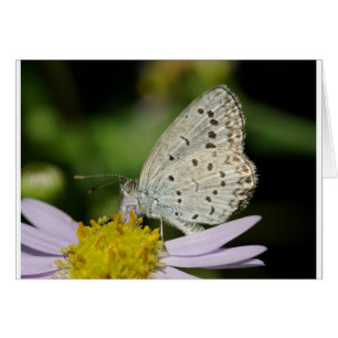 Sprid Cream Färgad Butterfly Hälsningskort