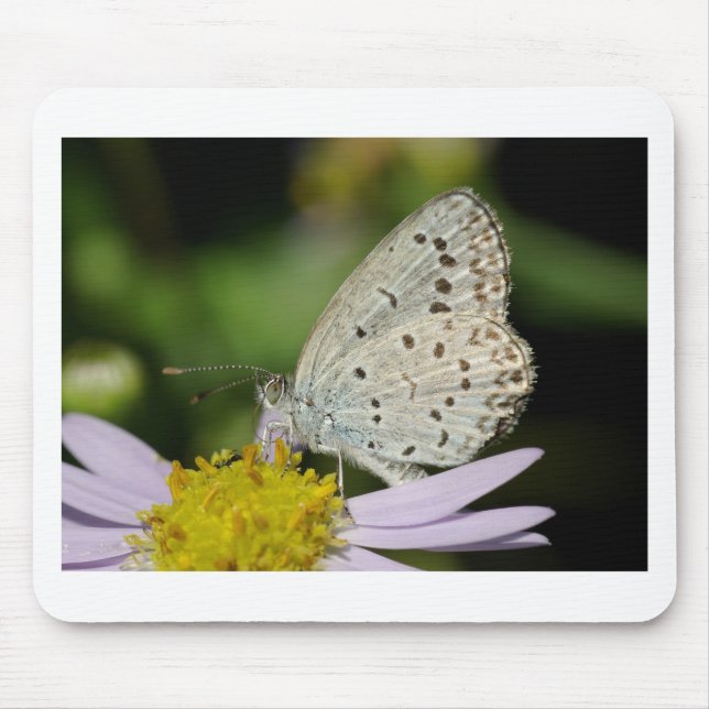 Sprid Cream Färgad Butterfly Musmatta (Framsidan)