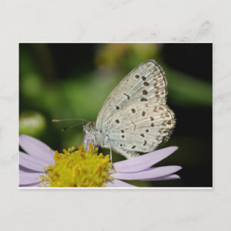 Sprid Cream Färgad Butterfly Vykort