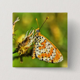 Sprid Fritillary Orange och White Butterfly Knapp