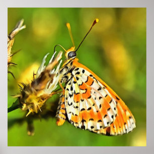 Sprid Fritillary Orange och White Butterfly Poster