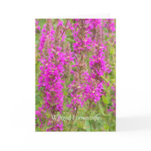 Sprid min Vingar och flyga: Grattisar