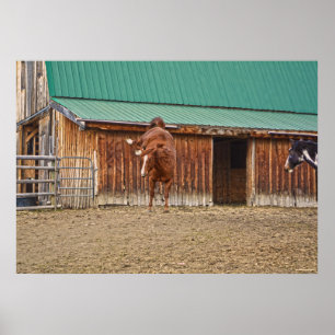 Sprid Sorrel Horse Bucking av en Barn Poster