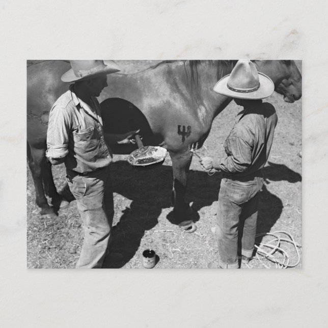 Sprida hästar med klaffmärke vykort (Framsida)