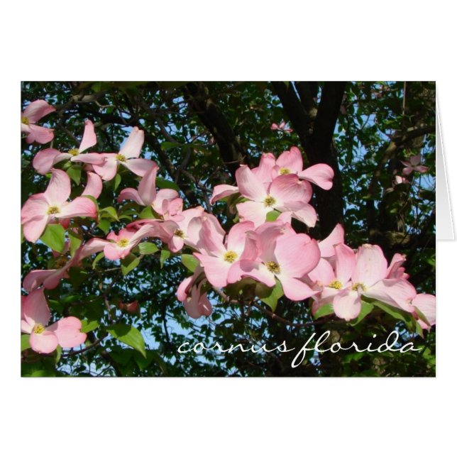 Spridning av rosa dogwood ’cornus florida’ OBS kort (Framsidan Horizontal)