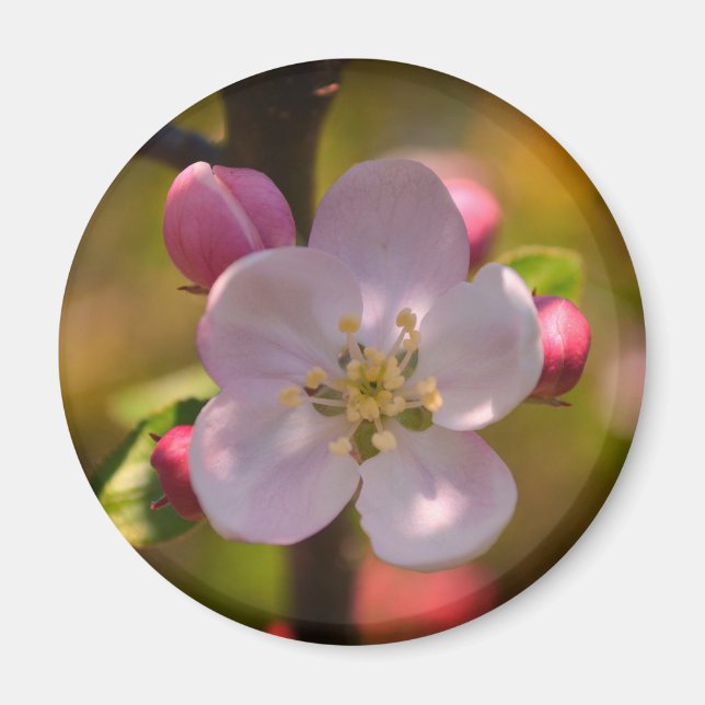Spring Apple Blossom Magnet (Framsidan)