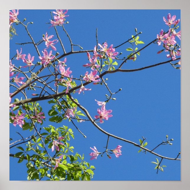 Spring, branch of a blossoming tree poster (Framsidan)