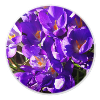 SPRING CROCUS KNOPP