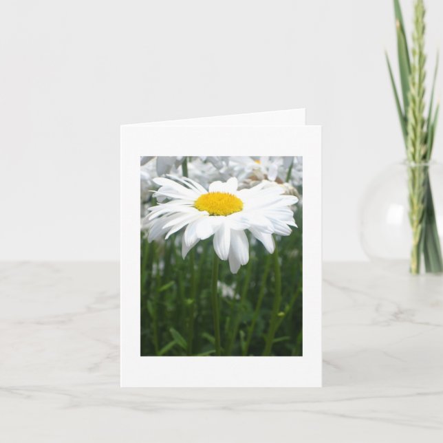 Spring Daisy Kort (Framsida)