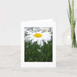 Spring Daisy Kort