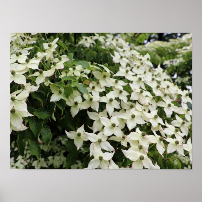 Spring Dogwoods in Marshall Bloom Poster (Framsidan)