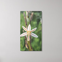 Spring flora South Africa Canvas Print