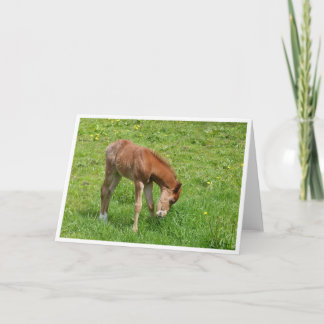Spring foal horse card kort