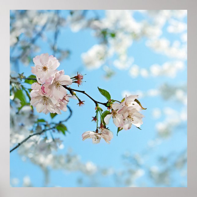 Spring Is in the Air -  Poster (Framsidan)