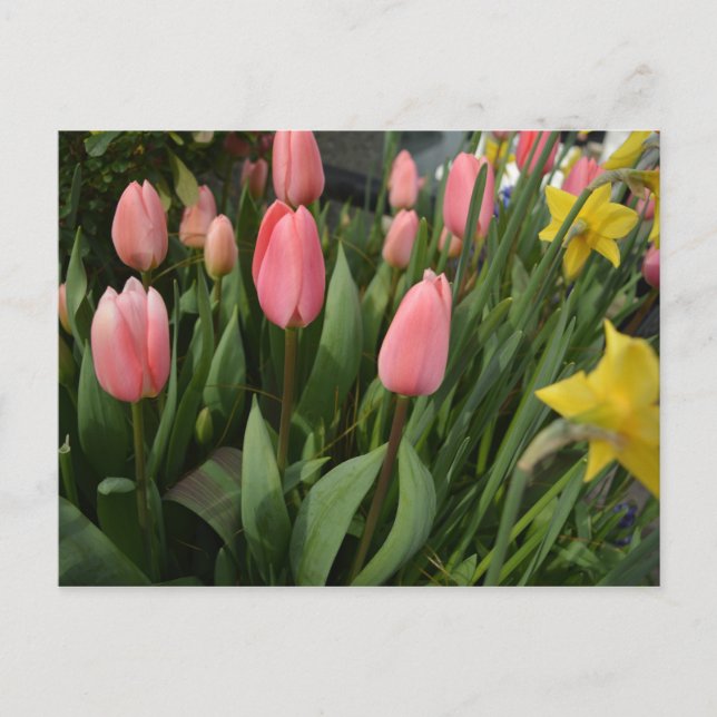 Spring pink tulip flowers happy birthday vykort (Framsida)