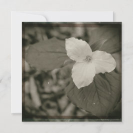Spring Trillium Collodion Filter Anteckningskort