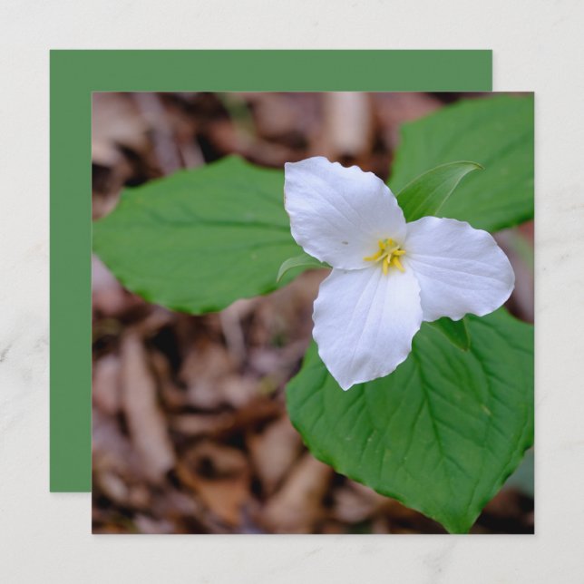 Spring Trillium Color Unedited Photography  Anteckningskort (Fram/baksida)