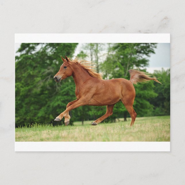 Springa baby Springa Vykort (Framsida)