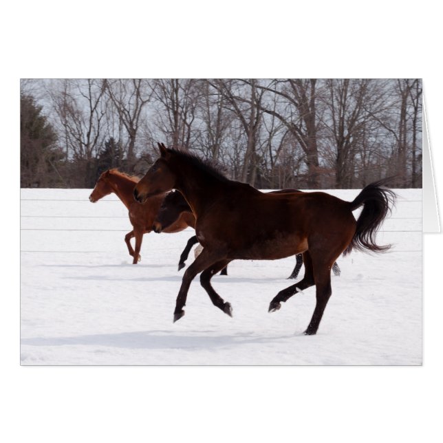 Springa för b-Zensnö Hälsningskort (Framsidan Horizontal)