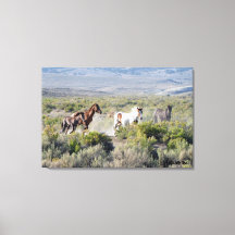 Springa Free Forever