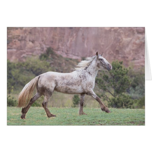 Springa - Pluffande av frihetskvitto Hälsningskort (Framsidan Horizontal)