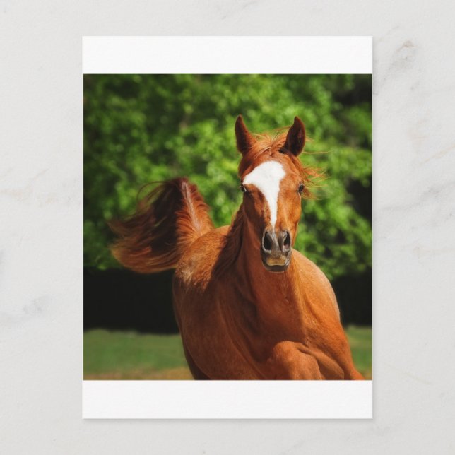 Springa Vykort (Framsida)