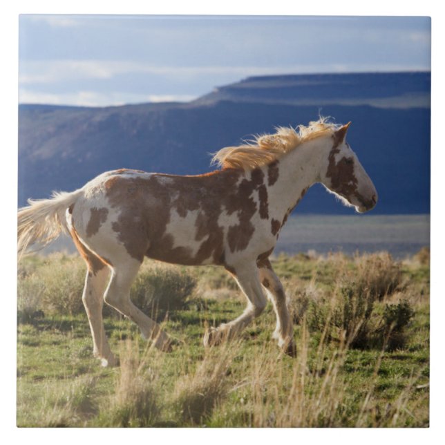 Springande hingst, Steens Mountains, Oregon Kakelplatta (Framsidan)