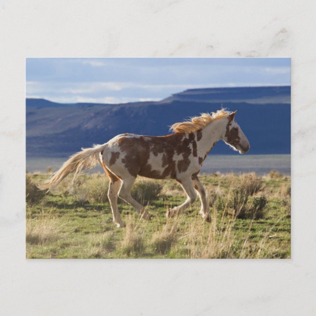 Springande hingst, Steens Mountains, Oregon Vykort (Framsida)