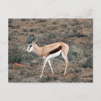 Springbok Vykort