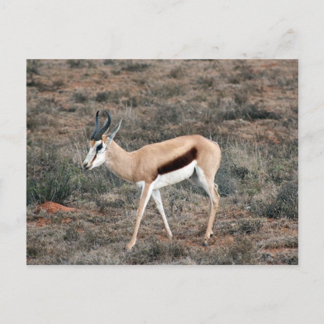 Springbok Vykort (Framsida)