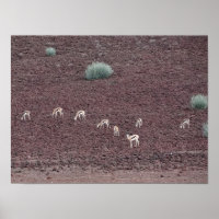Springboks Grasing for food, Namib-öknen.