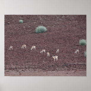 Springboks Grasing for food, Namib-öknen. Poster