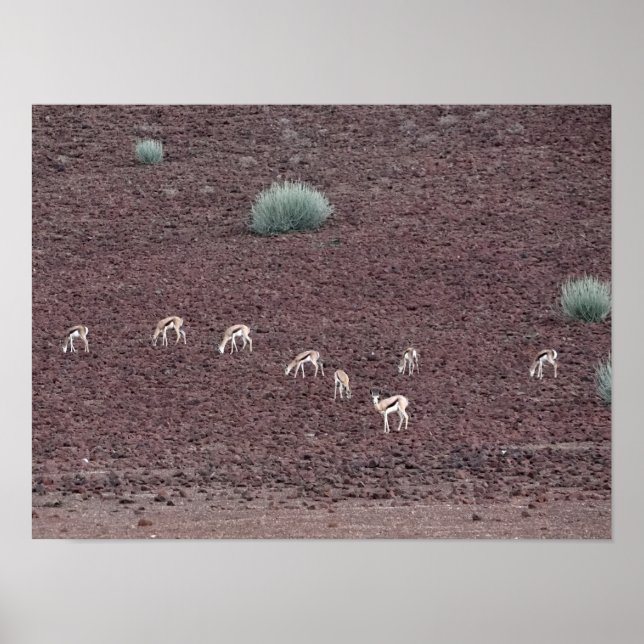 Springboks Grasing for food, Namib-öknen. Poster (Framsidan)