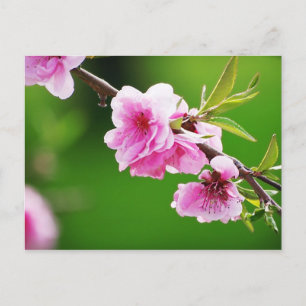 SpringCherries IV Vykort