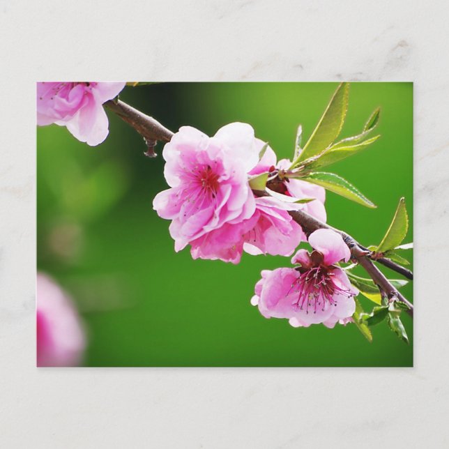 SpringCherries IV Vykort (Framsida)