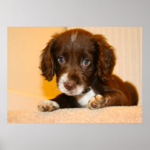 Springer Cocker spanjor kor Poster