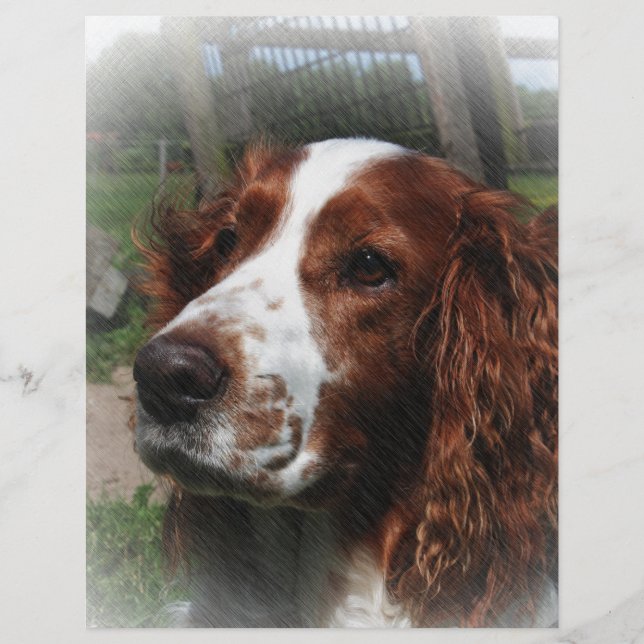 Springer Spain Hund Art (Framsida)