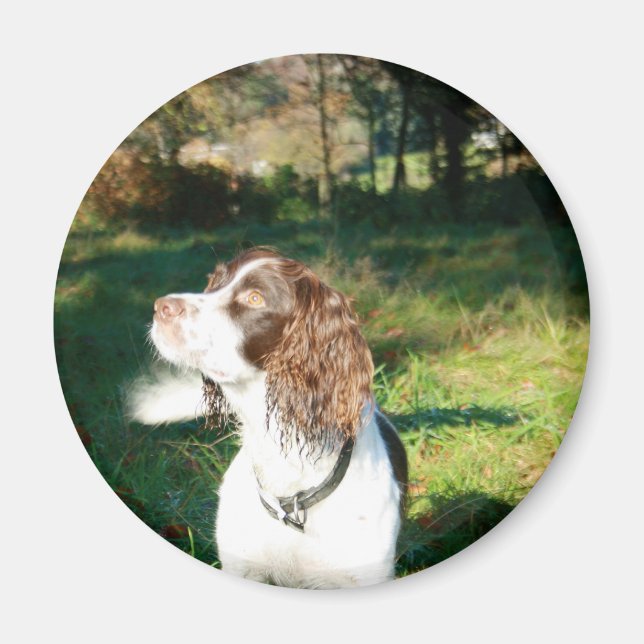 Springer Spain Hund Magnet (Framsidan)