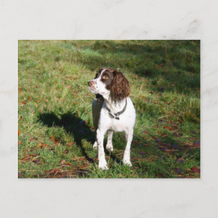 Springer Spain Hund Post Card Vykort