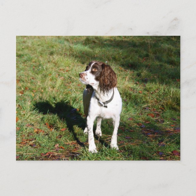 Springer Spain Hund Post Card Vykort (Framsida)