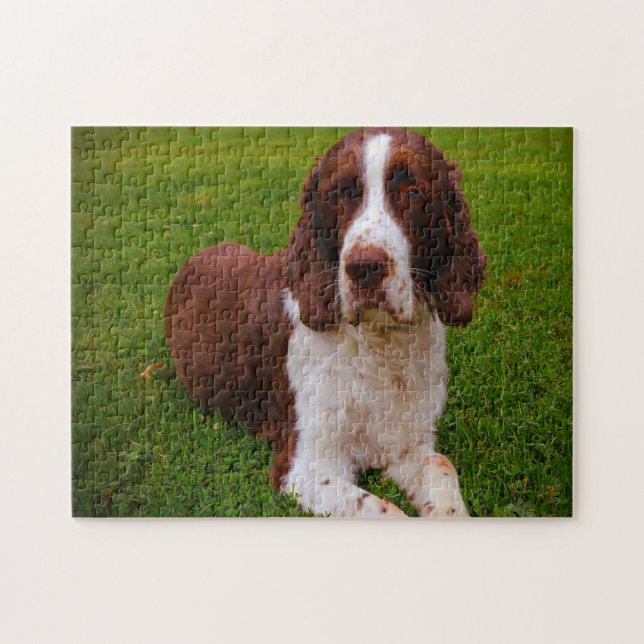 Springer spanel Hund Jigsaws. Pussel (Horisontell)