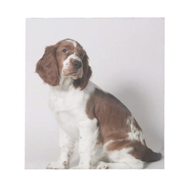 Springer spaniel anteckningsblock (Framsida)