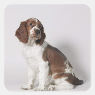 Springer spaniel fyrkantigt klistermärke