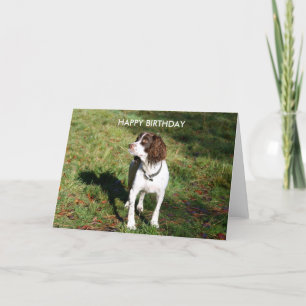 Springer Spaniel GRATTIS PÅ FÖDELSEDAGEN kort
