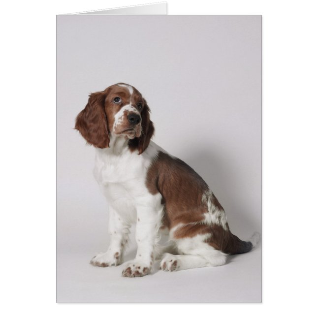 Springer spaniel hälsningskort (Framsidan)