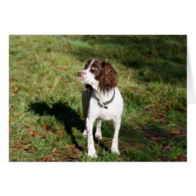 Springer Spaniel Hund-kort Hälsningskort (Framsidan Horizontal)