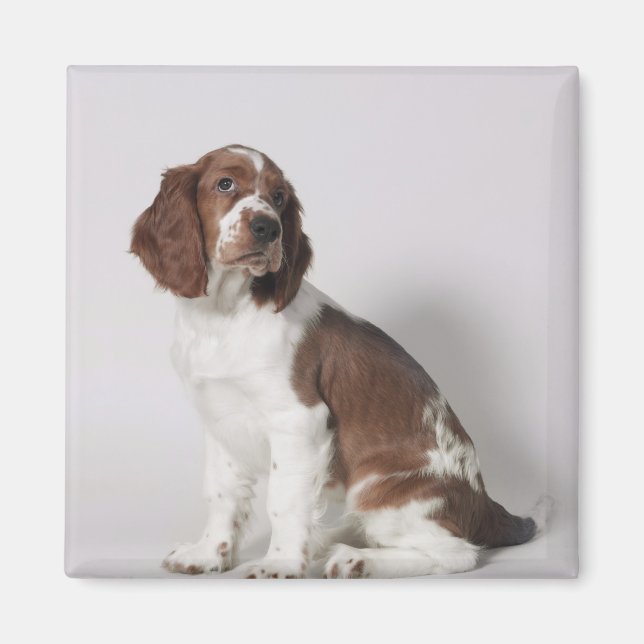 Springer spaniel magnet (Framsidan)